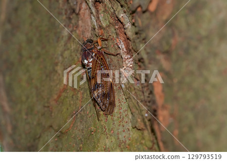 阿巴扎米 阿巴扎米 129793519