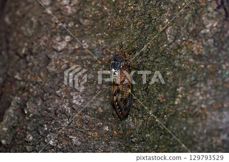 阿巴扎米 阿巴扎米 129793529