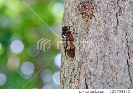 Brown cicada 129793530