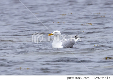 European Herring Gull (Larus argentatus) swimming in the Baltic Sea at southern Oland, Sweden. 129793613