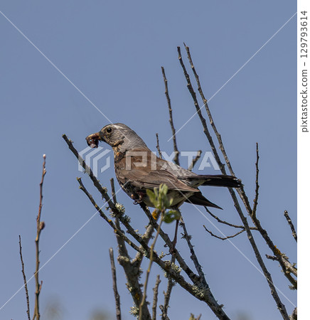 Fieldfare (Turdus pilaris) sitting in a tree, with a prey, on southern Oland, Sweden. Fieldfare (Turdus pilaris) sitting in a tree, with a prey, on southern Oland, Sweden. 129793614