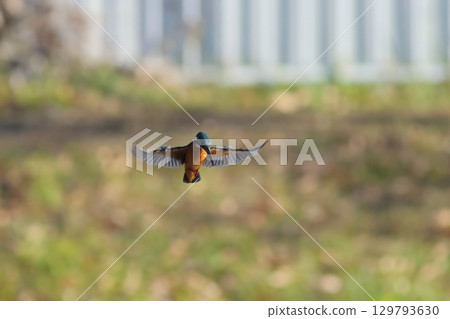 Kingfisher's hovering 129793630