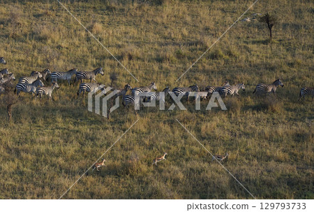 A herd of zebras and impalas running across the Serengeti plains 129793733