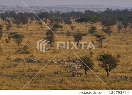 Herd of zebras walking across the savanna 129793734