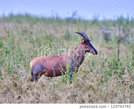 Topi (antelope) standing in the grassland 129793745
