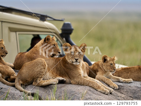 Lion cubs relaxing next to a safari vehicle (Serengeti National Park) Lion cubs relaxing next to a safari vehicle (Serengeti National Park) 129793755