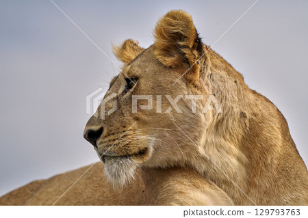 Profile of a lion staring at its prey Profile of a lion staring at its prey 129793763