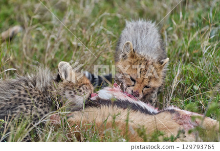 獵豹幼崽拼命吃肉 獵豹幼崽拼命吃肉 129793765