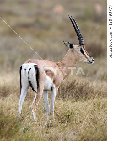 Thomson's gazelle overlooking the grasslands of Serene Geti 129793777