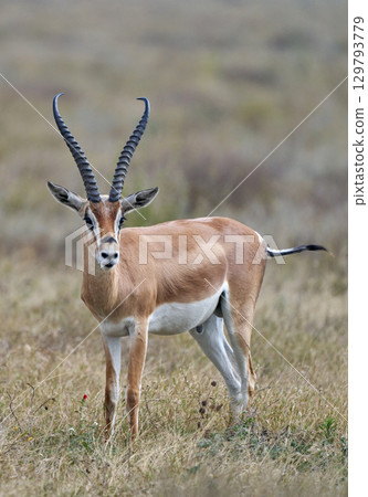 The majestic figure of a Thomson's gazelle standing on the grassland The majestic figure of a Thomson's gazelle standing on the grassland 129793779