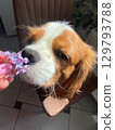 Cute cavalier King Charles spaniel enjoys the smell of flowers 129793788