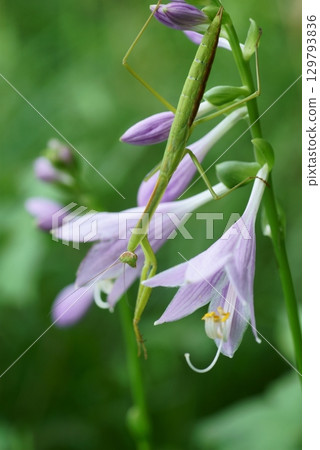 Praying mantis on a hosta flower 129793836