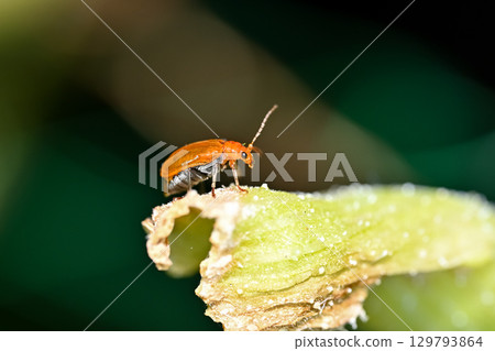 Urihamushi 129793864