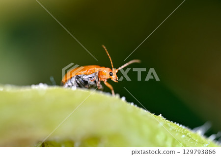 Urihamushi 129793866