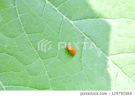 Urihamushi Urihamushi 129793868