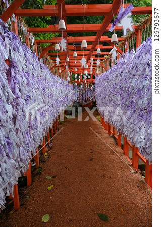 神社占卜隧道：一條紫色和紅色的走廊，是日本傳統文化的一部分。 129793877