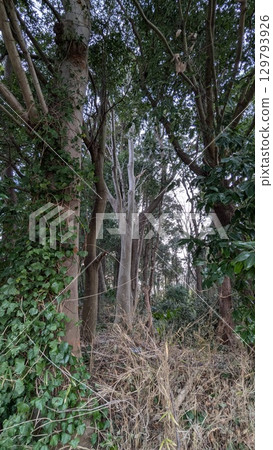 Trees Trees 129793926