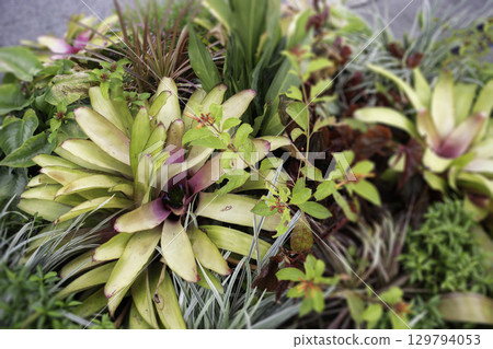 Variety of plants and flowers at flower market 129794053