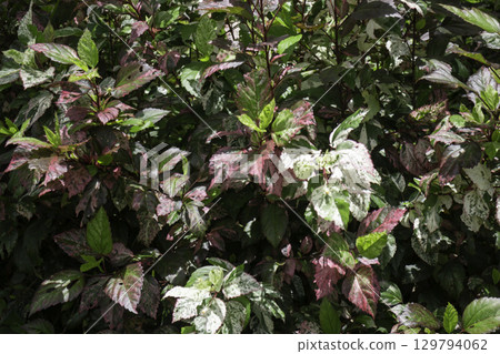 Variety of plants and flowers at flower market 129794062