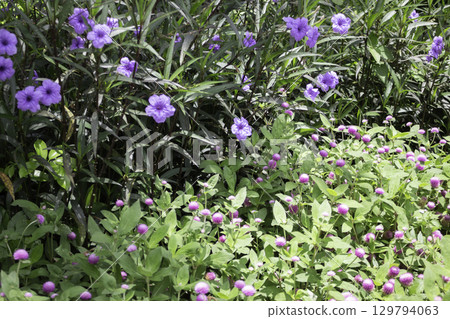 Variety of plants and flowers at flower market 129794063