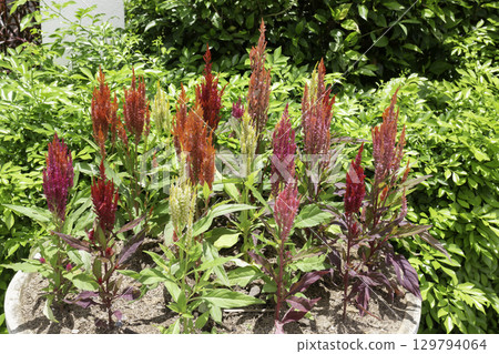 Variety of plants and flowers at flower market 129794064