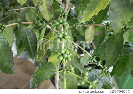 Variety of plants and flowers at flower market 129794065