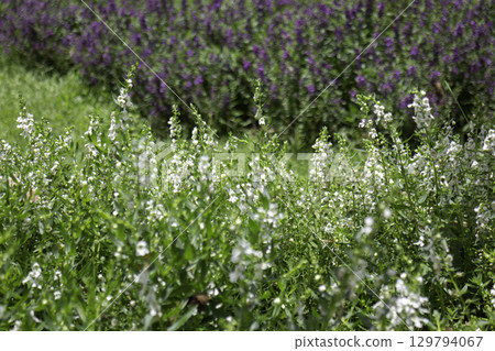 Variety of plants and flowers at flower market Variety of plants and flowers at flower market 129794067