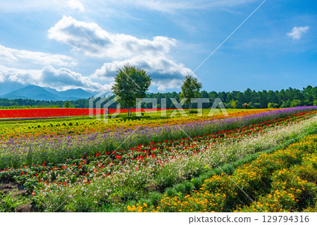 Yatsugatake Flower Garden Yatsugatake Garden Project 129794316