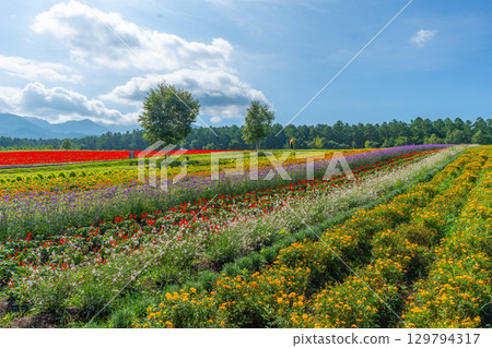 Yatsugatake Flower Garden Yatsugatake Garden Project Yatsugatake Flower Garden Yatsugatake Garden Project 129794317