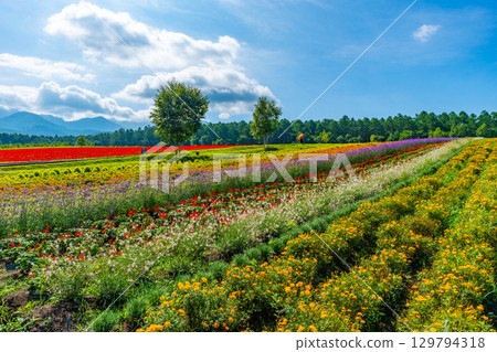 Yatsugatake Flower Garden Yatsugatake Garden Project 129794318