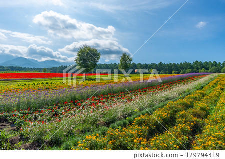 Yatsugatake Flower Garden Yatsugatake Garden Project Yatsugatake Flower Garden Yatsugatake Garden Project 129794319