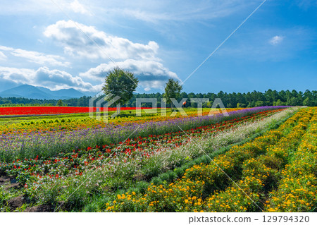 Yatsugatake Flower Garden Yatsugatake Garden Project Yatsugatake Flower Garden Yatsugatake Garden Project 129794320