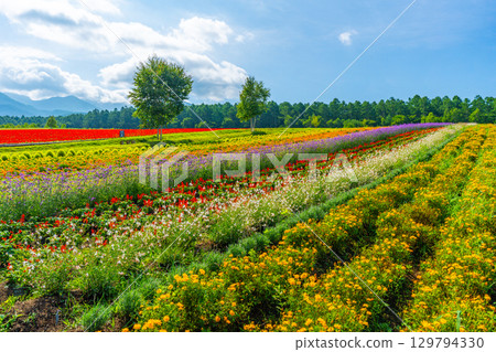 Yatsugatake Flower Garden Yatsugatake Garden Project 129794330