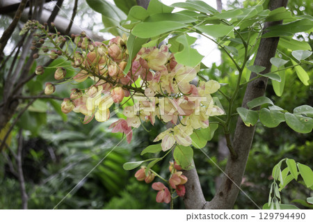 Variety of plants and flowers at flower market 129794490
