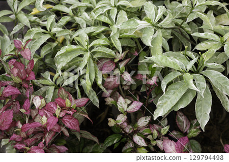 Variety of plants and flowers at flower market Variety of plants and flowers at flower market 129794498