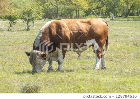 Grazing bull at a pasture in Ottenby nature reserve on southern Oland, Sweden. Grazing bull at a pasture in Ottenby nature reserve on southern Oland, Sweden. 129794610