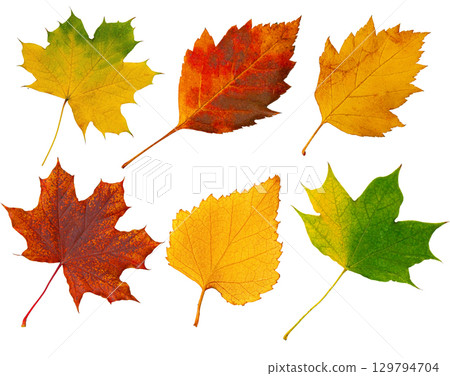 Six colorful autumn leaves falling on transparent background Six colorful autumn leaves falling on transparent background 129794704