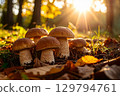 Some porcini mushrooms on a mountain meadow. 129794761