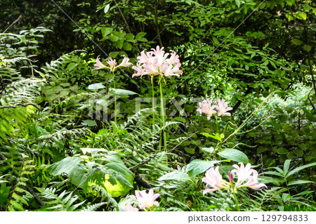 Pink flowers of summer daffodils, a highly poisonous species of the Amaryllidaceae family, blooming in summer Pink flowers of summer daffodils, a highly poisonous species of the Amaryllidaceae family, blooming in summer 129794833