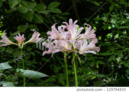 Pink flowers of summer daffodils, a highly poisonous species of the Amaryllidaceae family, blooming in summer Pink flowers of summer daffodils, a highly poisonous species of the Amaryllidaceae family, blooming in summer 129794835