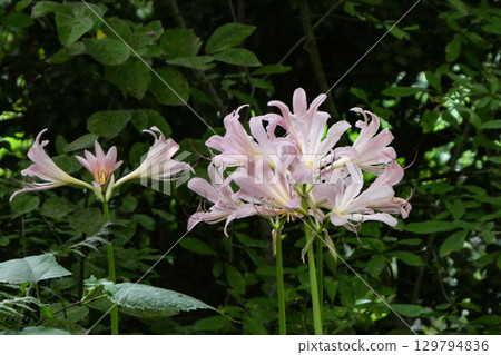 Pink flowers of summer daffodils, a highly poisonous species of the Amaryllidaceae family, blooming in summer Pink flowers of summer daffodils, a highly poisonous species of the Amaryllidaceae family, blooming in summer 129794836
