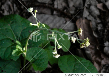 Leaves and flowers of Nobuki, a wild plant that resembles butterbur leaves Leaves and flowers of Nobuki, a wild plant that resembles butterbur leaves 129794839