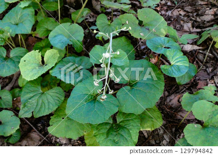 Leaves and flowers of Nobuki, a wild plant that resembles butterbur leaves 129794842