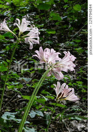 Pink flowers of summer daffodils, a highly poisonous species of the Amaryllidaceae family, blooming in summer Pink flowers of summer daffodils, a highly poisonous species of the Amaryllidaceae family, blooming in summer 129794844