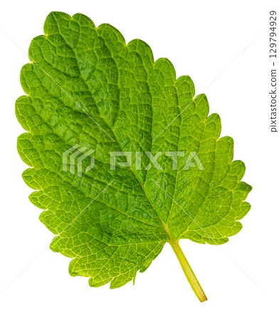 Bright green lemon balm leaf showing veins and stem on transparent background 129794929
