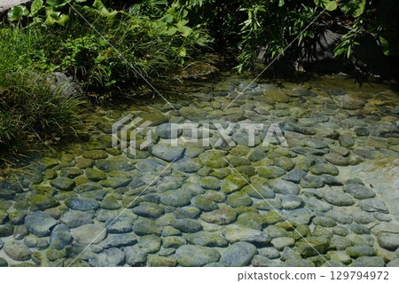金澤兼六園：清澈的溪流和鵝卵石，透明的水底和翠綠的日式庭園 129794972