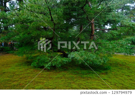 The harmony of Kenrokuen's pine and moss gardens 129794979