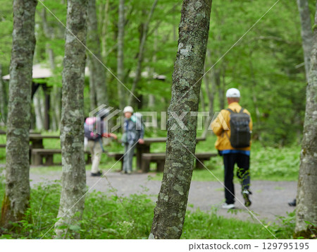 Tourists hiking along a forest trail in Kamikochi, a popular tourist spot in summer Tourists hiking along a forest trail in Kamikochi, a popular tourist spot in summer 129795195