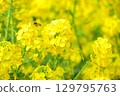Bee harvesing to rape blossoms 129795763