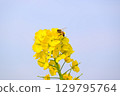 Bee honey sucking honey from rape blossoms 129795764